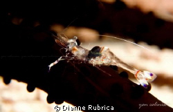 Shot taken with Sony RX100/Recsea Housing. @Evo Reef, Mal... by Dianne Rubrica 